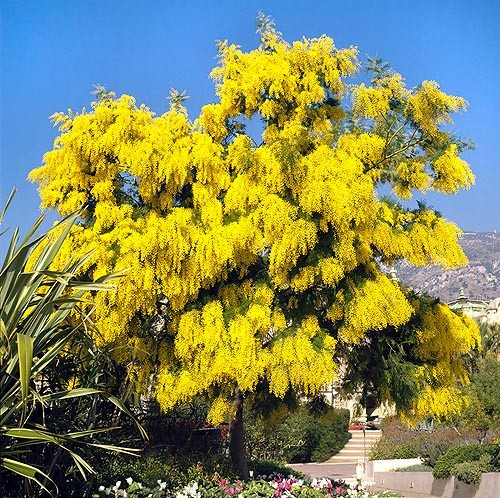 Acacia Dealbata - Mimosa - Flor Árvore Sementes Frescas!! | MercadoLivre