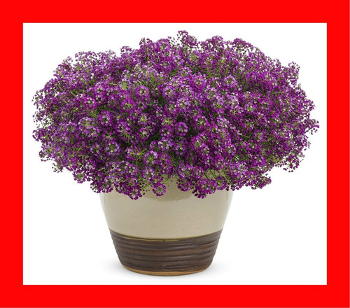 Imagem 1 de 6 de 80 Sementes De Alisso Violeta Flor De Mell Alysum Flor