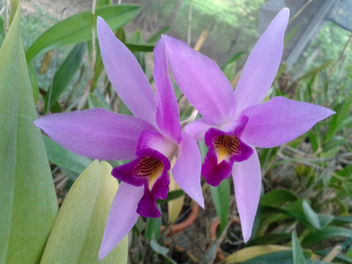 Laelia Anceps Adulta