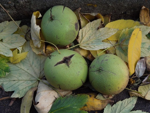 39 Semillas De Nogal Criollo (juglans Australis)