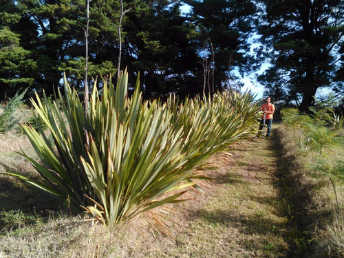 Formios Rafias Arbustos Plantas Palmera Vivero Césped 