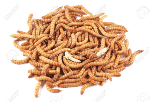1000 Larvas De Tenebrio Molitor