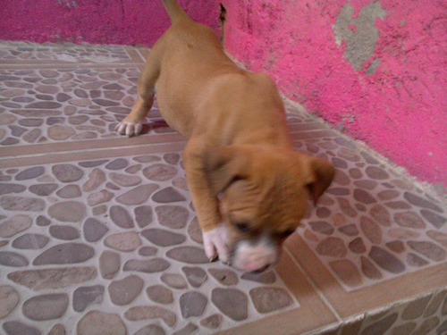 Imagen 2 de 6 de Cachorros Bull Terri En Venta 1500$