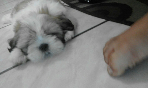 Filhote Shih Tzu