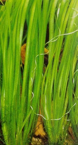 Planta Vallisneria Surtida A Mundo Acuatico