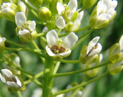 Bolsa De Pastor Capsella Bursa-pastoris Erva Flor Sementes