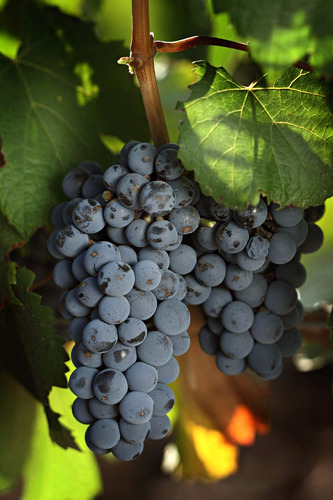Finca Super Premium En Valle De Uco, La Consulta. Mendoza