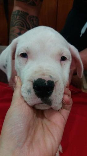 Dogo Argentino