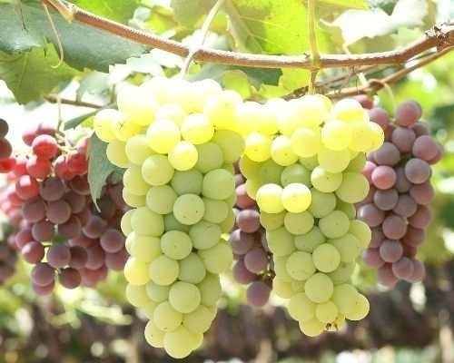 Muda De Uva Niágara Branca Com 80 Cm Enxertada Já Produz!