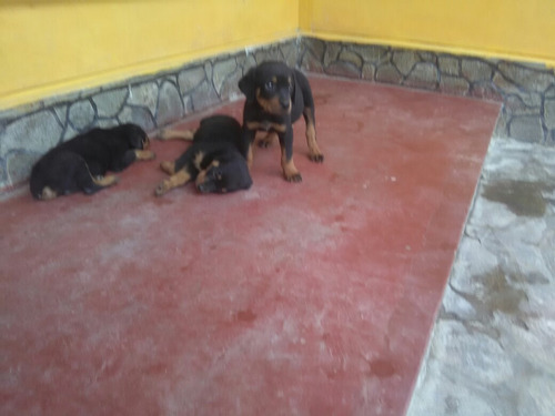 Imagen 4 de 6 de Cachorros Rottweiler