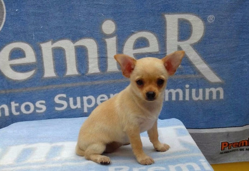 Chihuahua Micro Fêmea,pedigree Cbkc,vacinada Parcelamos.