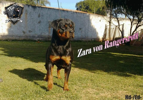 Filhotes De Rottweiler - Linhagem De Campeões