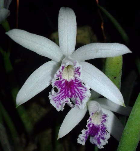 Laelia Lundii - Corte Adulto