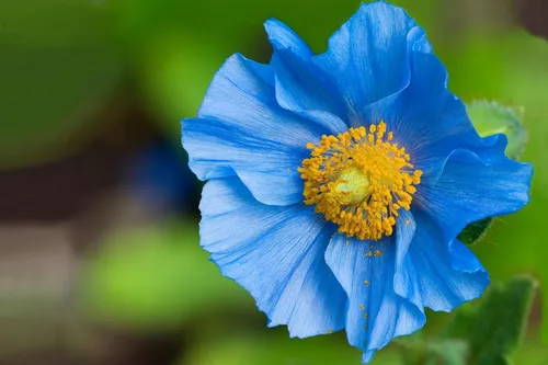 Papoula Azul Blue Himalayan Poppy Meconopsis - Sementes Flor