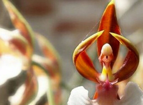 10 Sementes Orquídea Bailarina Exótica Rosa Flor | Parcelamento sem juros