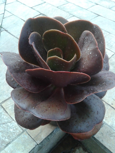Suculenta- Echeveria Mohaganii - Muda Com 10cm