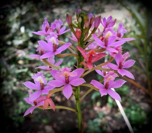 Epidendrum Ellipticum