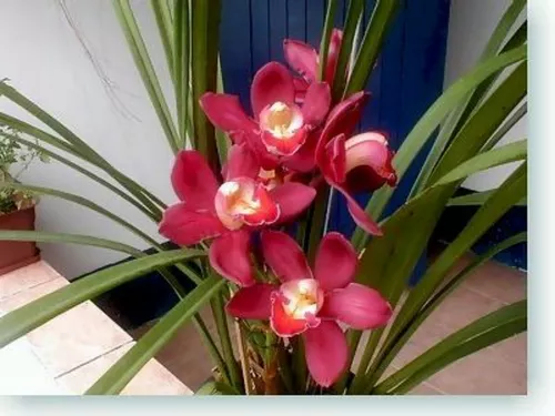 Sementes De Orquídea Cymbidium Vermelha 10 Sementes P/ Mudas | MercadoLivre