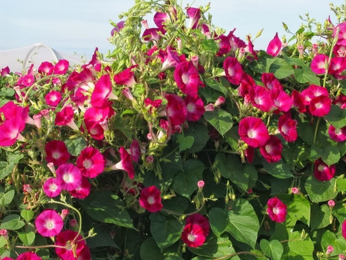 Imagem 3 de 9 de Ipomoea Scarlet Ohara Morning Gloria Da Manha 15 Sementes