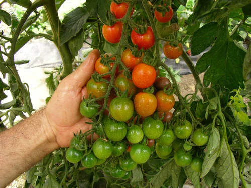 80 Sementes De Tomate Cereja Italiano (importadas)