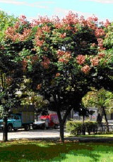 Koelreuteria - Árbol Ornamental - Ideal Veredas - Cañuelas