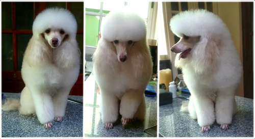 Imagen 8 de 9 de Peluquería A Domicilio Canina Y Felina Caba Gba Znorte Leer