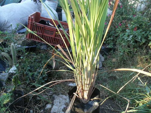 Pasto Limon Lemon Grass Planta Culinaria Malasia