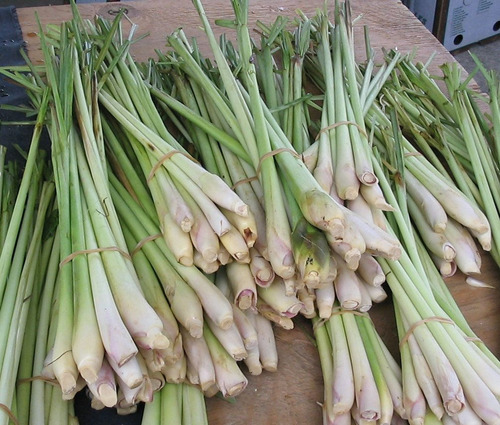 Capim Limão - Lemon Grass - Cidreira - Sementes Para Mudas