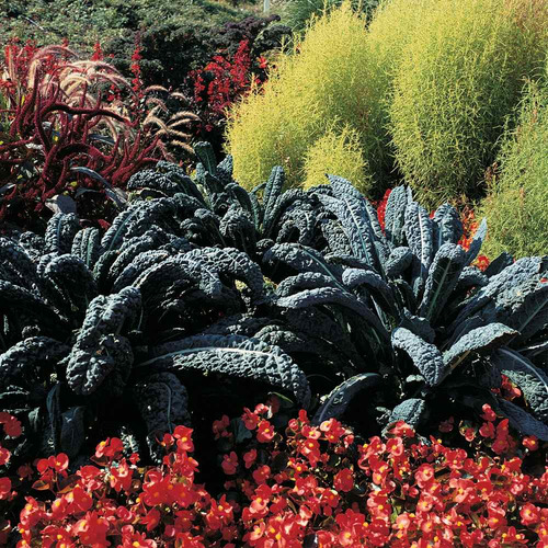 Couve Nero Di Toscana Laciniato Kale 60 Sementes Para Mudas