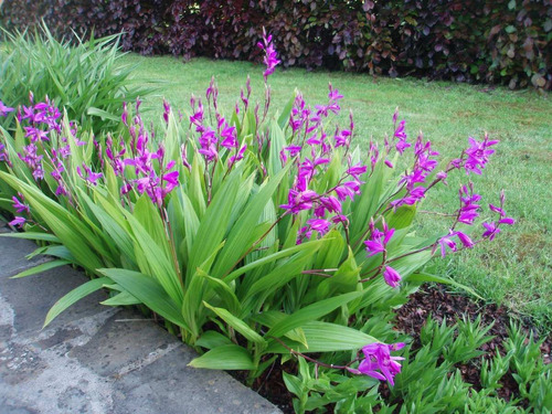 Orquidea Bletilla Striata - Orquideas Oferta Sin Flores | MercadoLibre