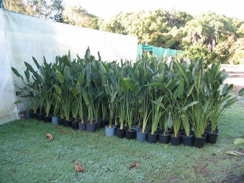 Strelitzia Gigante - Ave Del Paraíso De Flor Blanca | MercadoLibre