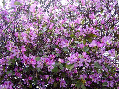 Bauhinia Variegata 10 Semillas Arbol Orquidea Purpura Sdqro2