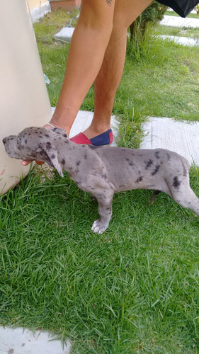 Cachorros Gran Danés