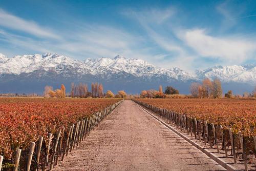 Finca Super Premium En Valle De Uco, La Consulta. Mendoza
