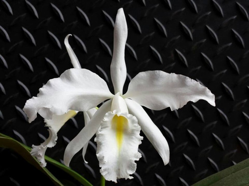 Cattleya Maxima Alba - Envasada.