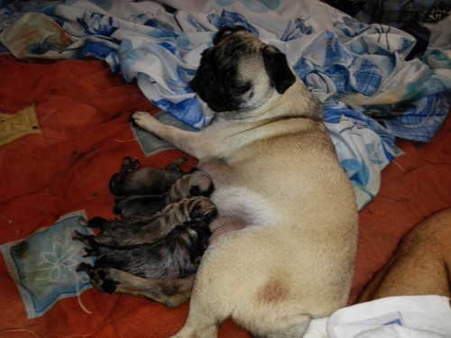 Pug Carlino 100% Puros (((en Espera))) Ya Nacieron