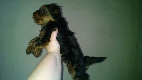 Femea De Yorkshire Terrier