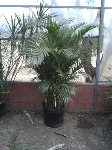 Areca Palmera De Interior E40. Grandes Y Pequeñas. Envios