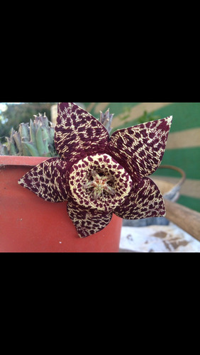 Planta Suculenta Orbea Variegata