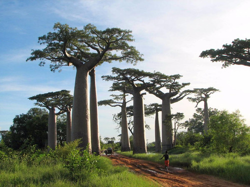 Baoba Adansonia Digitata Sementes Frescas Colhidas No Brasil