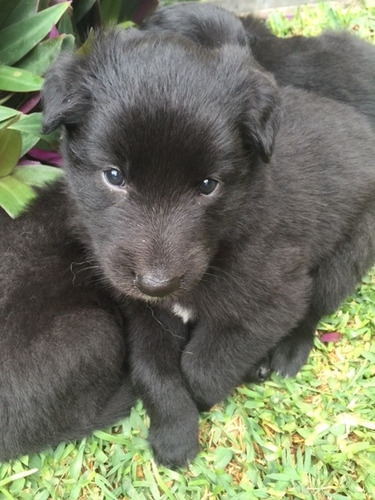 Lindos Cachorros De Pastor Belga
