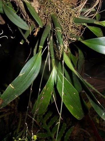 Orquidea Oncidium Fimbriatum (Usado)