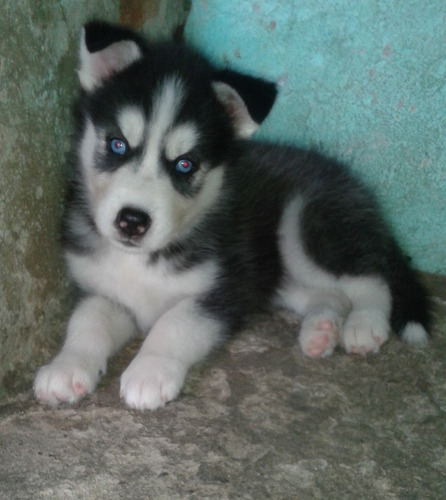 Husky Siberiano Lindos Filhotes