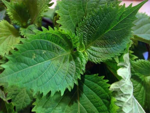 Perilla Shiso Mix - Roxa E Verde - Baby Leaf - 40 Sementes