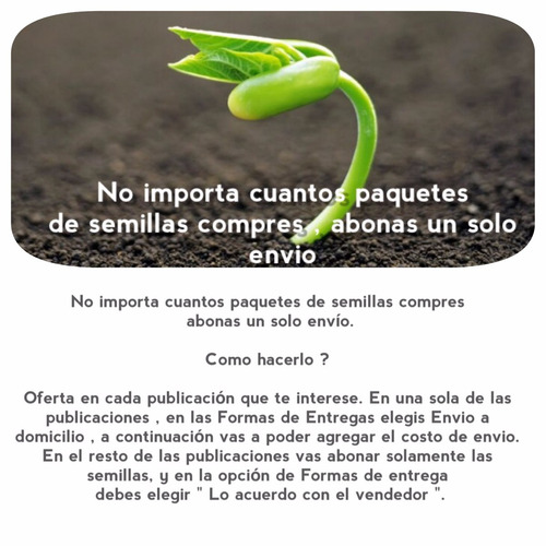 Semillas De Palmera Botella - Hyophorbe