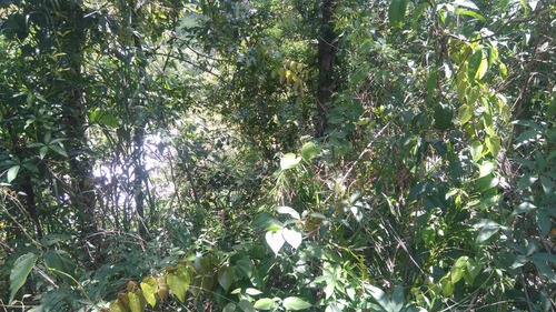 Terreno Em Santa Isabel