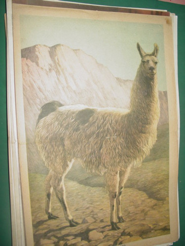 Lamina Poster Revista Billiken Fauna Americana La Llama