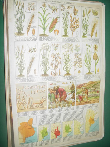 Lamina Poster Revista Billiken Escolar Plantas Los Cereales