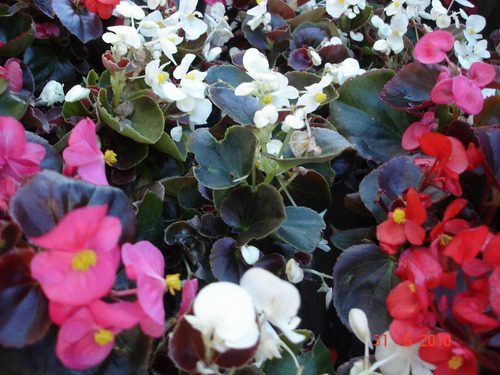 Flor De Azucar! Para Su Jardin, Hermosa Planta