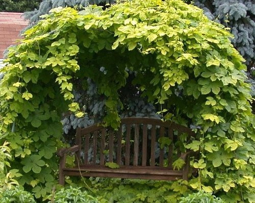 Imagem 3 de 6 de 20 Sementes De Lúpulo - Humulus Lupulus -trepadeira Cerveja